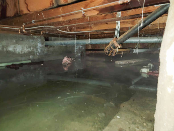 Best Professional water damage repair  in Petersburg, IN